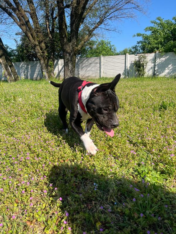 ZARA PIT BULL Foto 4